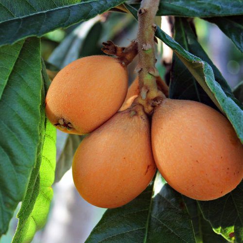 Árbol del níspero: características