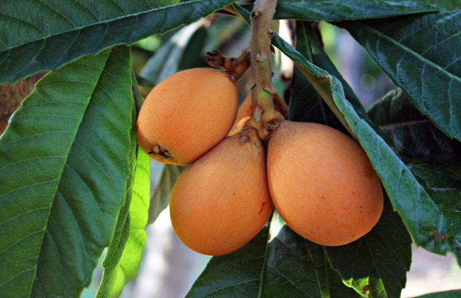 Árbol del níspero: características