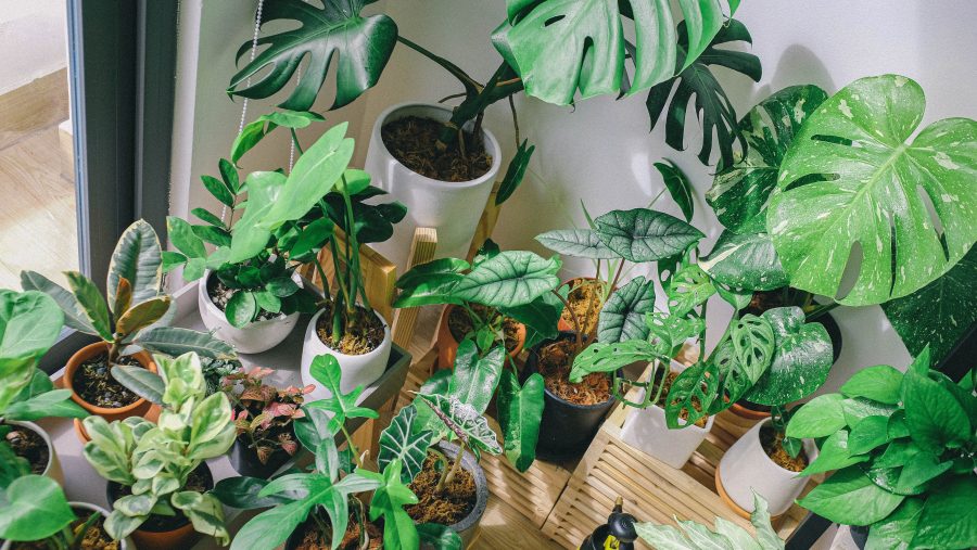 Plantas de Interior