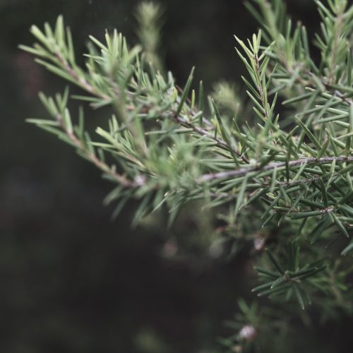 Hoja de enebro caducifolia